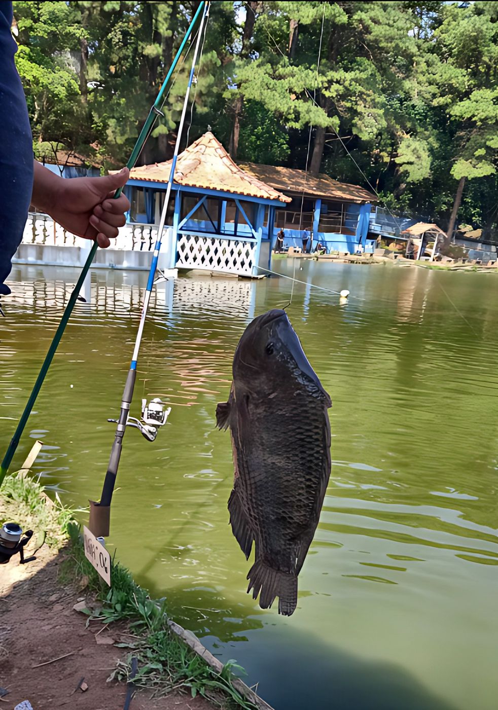 Tilápia pescada no lago do pesqueiro